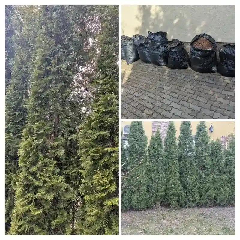 Восстановление туй в г. Щербинка